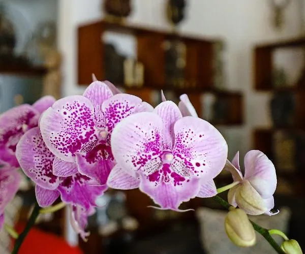 Madu Seminyak (Bali)